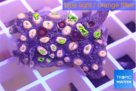 Zoanthus mix color 2-4 cm WYSIWYG acclimaté