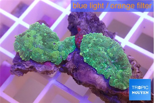 Rhodactis purple green 2 polyps WYSIWYG acclimaté