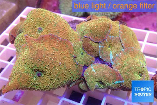 Discosoma watermelon flame premium 7-10 cm WYSIWYG acclimaté