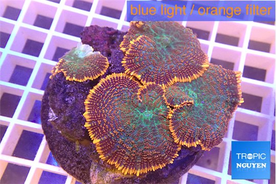 Rhodactis red green fireforest 8-12 cm WYSIWYG acclimaté