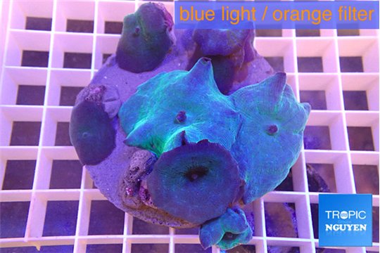 Discosoma deep blue avatar 8-12 cm WYSIWYG acclimaté