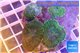 Rhodactis green 4 polyps WYSIWYG acclimaté