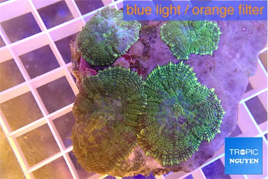 Rhodactis green 4 polyps WYSIWYG acclimaté