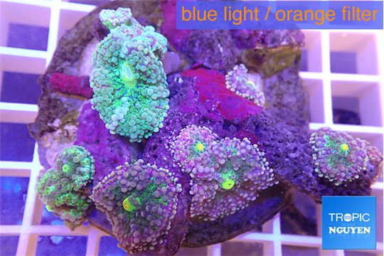 Ricordea yuma pink purple 8-12 cm WYSIWYG acclimaté