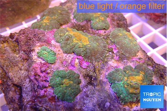 Rhodactis orange fusion 8-13 cm WYSIWYG acclimaté