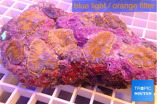 Rhodactis red blue superman 8-12 cm WYSIWYG acclimaté