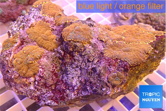 Rhodactis red blue superman 8-12 cm WYSIWYG acclimaté