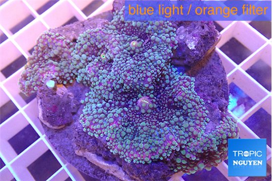 Ricordea yuma red purple blue 6-10 cm WYSIWYG acclimaté