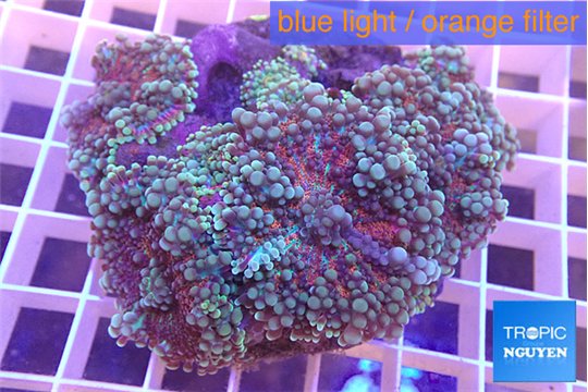 Ricordea yuma red purple red 6-10 cm WYSIWYG acclimaté