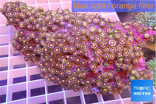 Zoanthus orange 10-14 cm WYSIWYG acclimaté