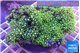 Pachyclavularia neon green 8-13 cm WYSIWYG acclimaté