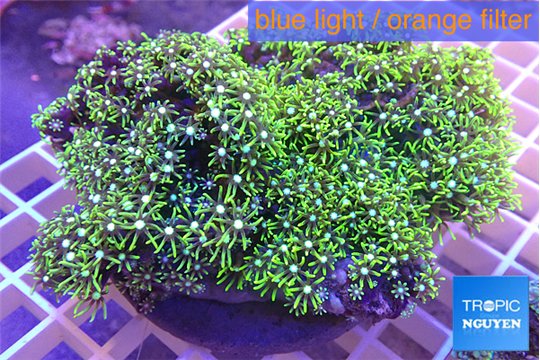 Pachyclavularia neon green 8-13 cm WYSIWYG acclimaté