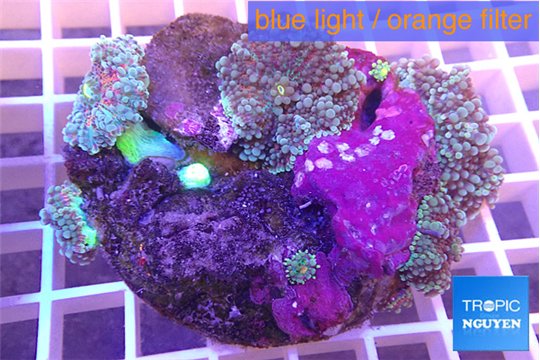 Ricordea yuma red purple red 6-10 cm WYSIWYG acclimaté