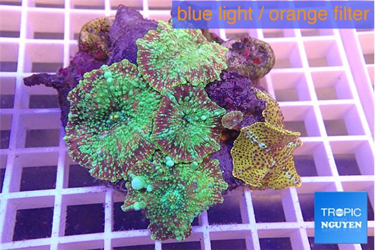 Discosoma premium 6-11 cm WYSIWYG acclimaté