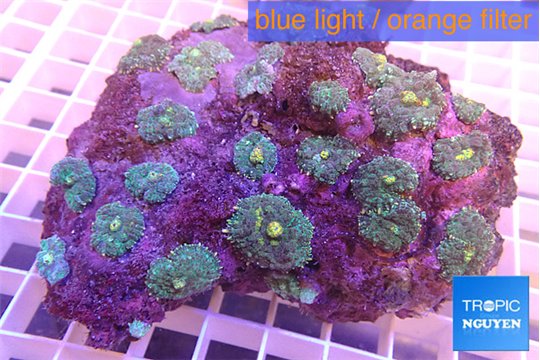 Rhodactis green yellow spot 8-12 cm WYSIWYG acclimaté