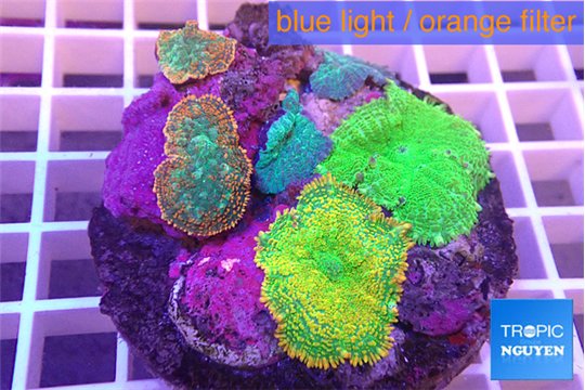 Rhodactis garden 5 polyps WYSIWYG acclimaté