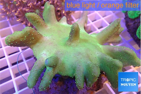 Lobbophytum greeny 8-12 cm WYSIWYG acclimaté