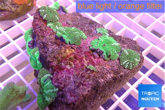 Discosoma green & blue line 8-12 cm WYSIWYG acclimaté