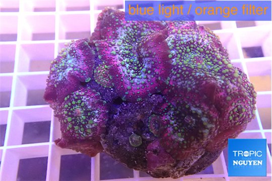 Discosoma rainbow 8-12 cm WYSIWYG acclimaté