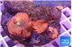 Discosoma red devils 3-4 polyps WYSIWYG acclimaté