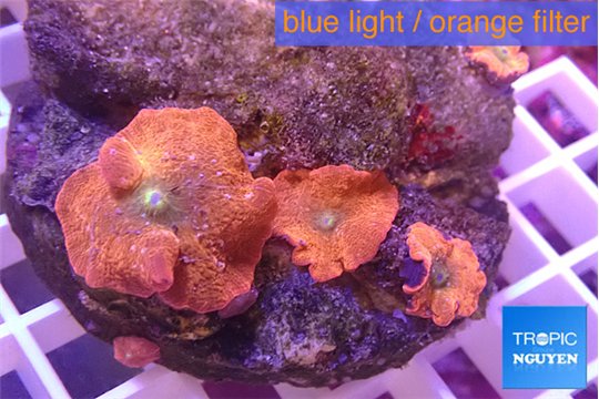 Discosoma red devils 3-4 polyps WYSIWYG acclimaté