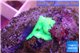Discosoma green 1 polyp WYSIWYG acclimaté