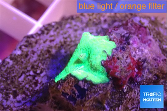 Discosoma green 1 polyp WYSIWYG acclimaté