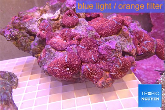Discosoma red blue + live rock cultured 18-25 cm WYSIWYG acclimaté
