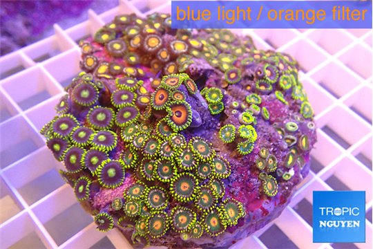 Zoanthus garden mix color 8-12 cm WYSIWYG acclimaté