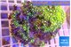 Pachyclavularia neon green 8-13 cm WYSIWYG acclimaté