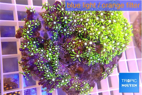 Pachyclavularia neon green 8-13 cm WYSIWYG acclimaté