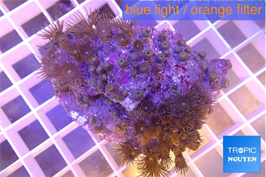 Parazoanthus gracilis yellow 5-6 cm WYSIWYG acclimaté