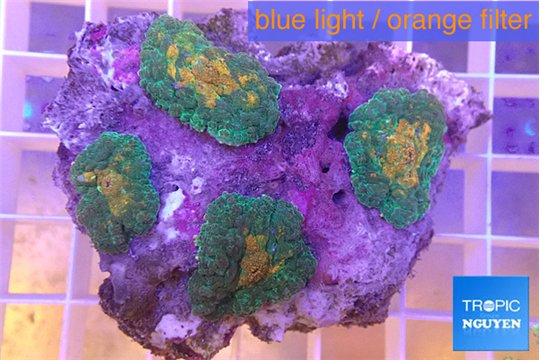 Rhodactis orange fusion 4 polyps WYSIWYG acclimaté