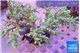 Sinularia green 8-14 cm WYSIWYG acclimaté