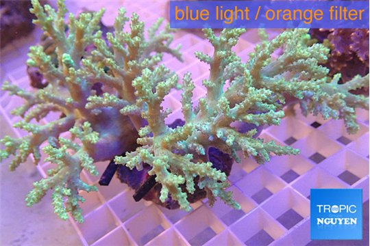 Sinularia green 8-14 cm WYSIWYG acclimaté