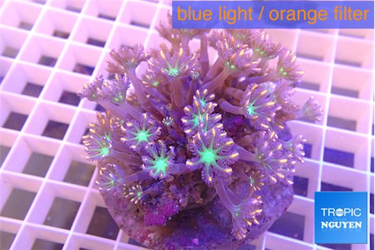 Clavularia papaya orange green 8-12 cm WYSIWYG acclimaté