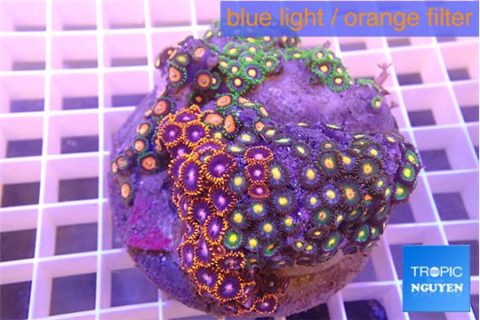 Zoanthus garden mix color 8-12 cm WYSIWYG acclimaté