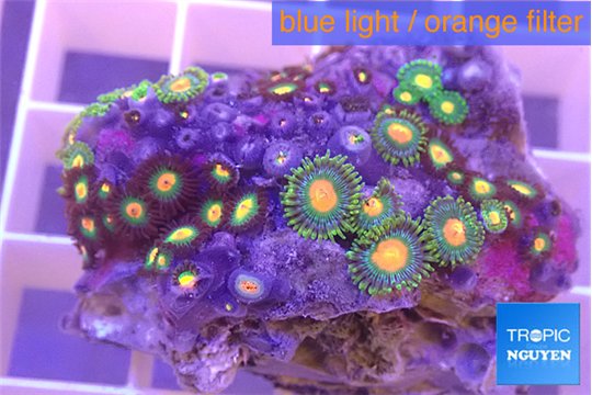 Zoanthus mix color 4-5 cm WYSIWYG acclimaté