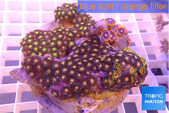 Zoanthus orange 8-12 cm WYSIWYG acclimaté