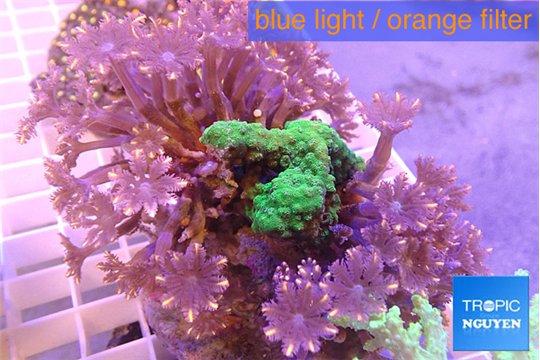 Clavularia papaya orange 8-12 cm WYSIWYG acclimaté