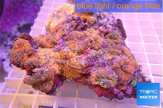 Rhodactis red blue superman 7-13 cm WYSIWYG acclimaté