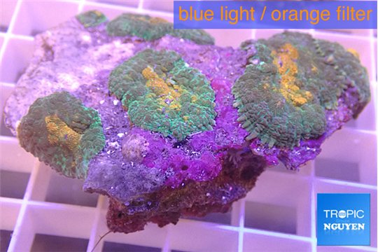 Rhodactis orange fusion 4 polyps WYSIWYG acclimaté