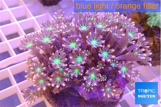 Clavularia papaya orange green 8-12 cm WYSIWYG acclimaté