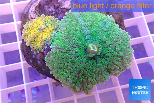Ricordea yuma green + gold 2 polyps WYSIWYG acclimaté