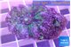Ricordea yuma purple pink premium 1 polyp WYSIWYG acclimaté