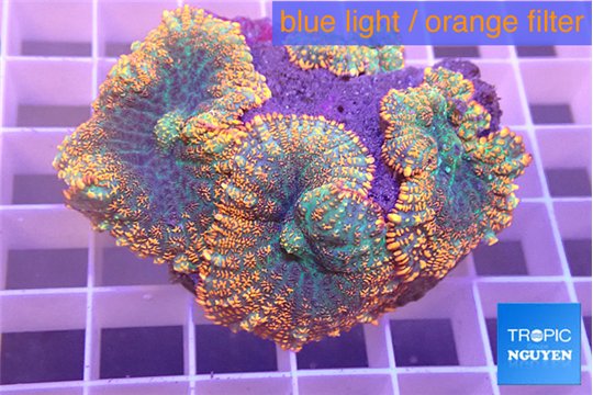 Rhodactis red green fire forest 4 polyps WYSIWYG acclimaté