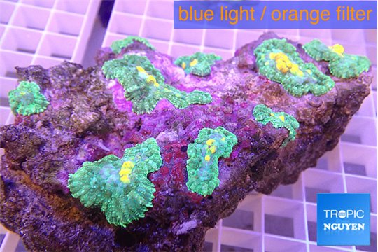 Rhodactis gold fusion 7-10 cm WYSIWYG acclimaté