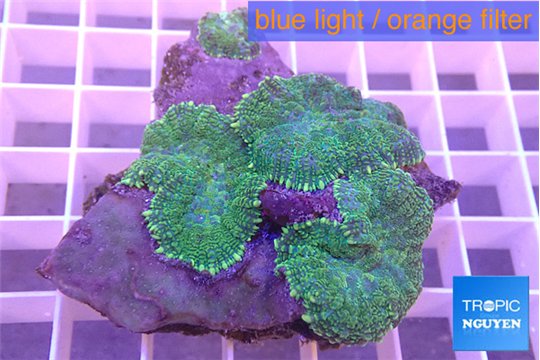 Rhodactis green 5-7 cm WYSIWYG acclimaté