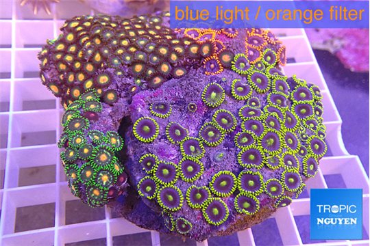 Zoanthus garden mix color 8-12 cm WYSIWYG acclimaté