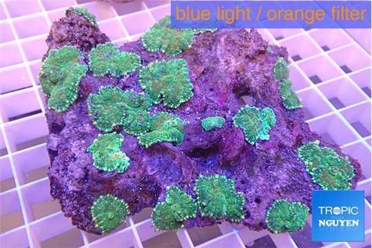 Rhodactis green & yellow 7-12 cm WYSIWYG acclimaté